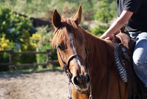 2A QUARTER HORSES A.S.D. Scuola di equitazione e pensione cavalli