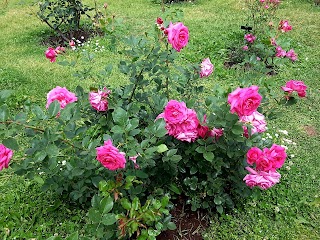 Giardino Delle Rose Roma