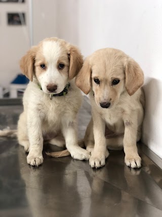 Ambulatorio Veterinario Francesco D’Assisi