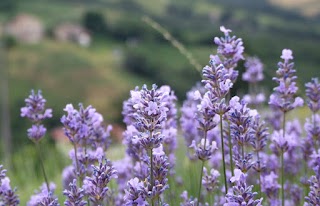 Azienda Agricola Dell'Ortica