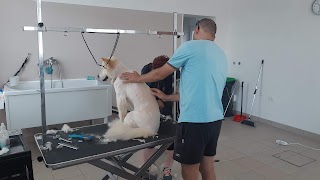 Salon Dingo