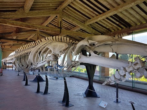 Museo di Storia Naturale dell'Università di Pisa