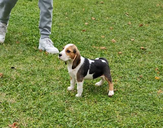 I Beagles di Casa Calbucci