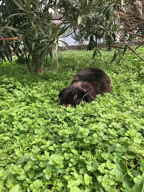 Asilo Nido Famiglia - I NANETTI NEL GIARDINO