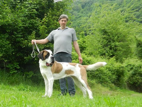 Allevamento Del Piccolo Paradiso di Mario Perissinotto per la selezione del Cane di San Bernardo