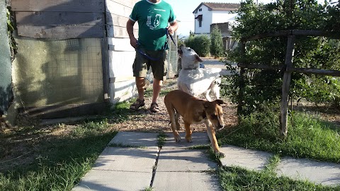 pensione per animali coracolo di coraggio ciro