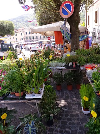 Università Agraria di Allumiere