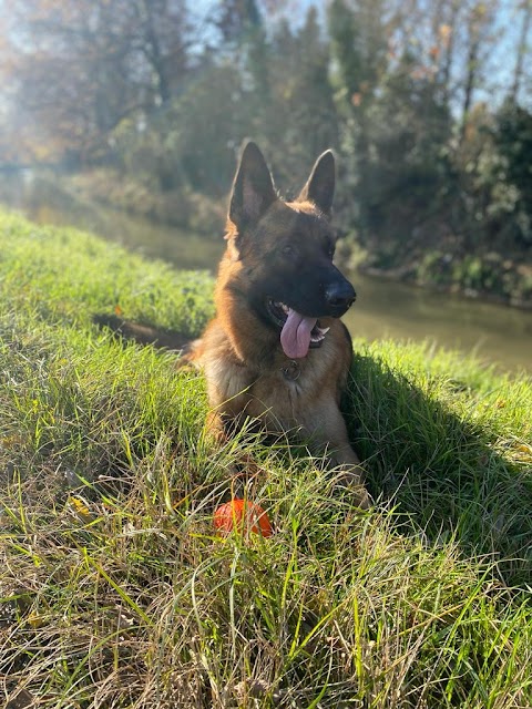 Pensione Cani e Gatti Cremona