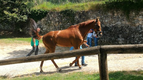 Ciampoli Dr. Raffaello Clinica Veterinaria Il Ceppo Equine Hospital