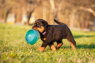 Pet Shop Store Alimenti ed Accessori per cani e gatti OnLine