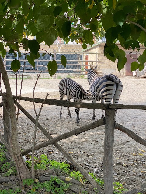 Lo Zoo di Napoli