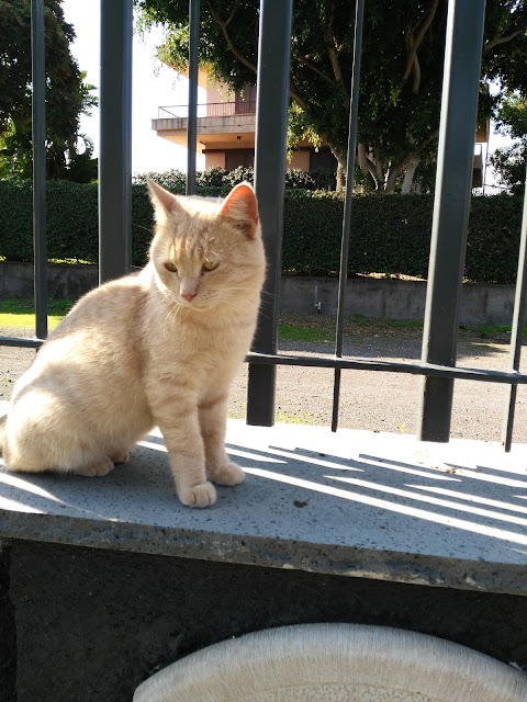 Ospedale Veterinario Dott. Peressotti