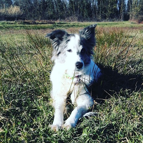 D'ariaDog Educatore Cinofilo a domicilio, Pensione Per Cani