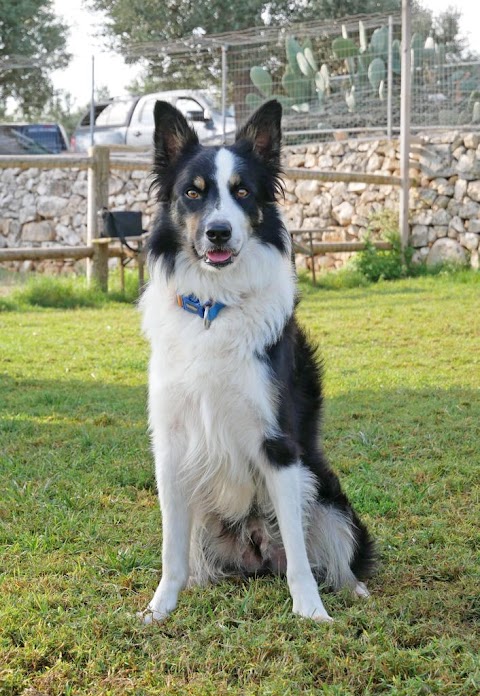 Centro Cinofilo "Malpelo" - Pensione Cani Addestramento Agility Dog