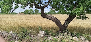 Agriturismo Masseria Sant'Angelo