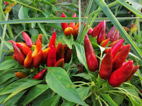 Il Peperoncino di Torre Santa Susanna