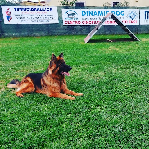 Scuola Addestramento Cani Centro Cinofilo Dinamic Dog A.S.D.