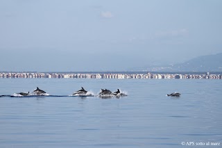 A.P.S. sotto al mare