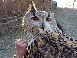 Allontanamento piccioni Falconeria Professionale di Giuseppe Crea