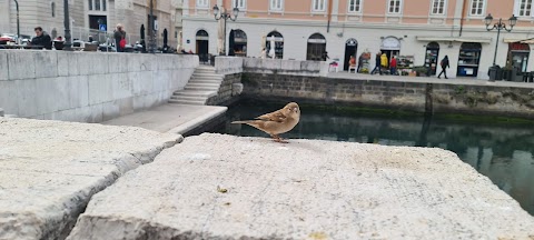 Il Mio Bar