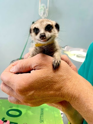 Ambulatorio Veterinario Santa Rita