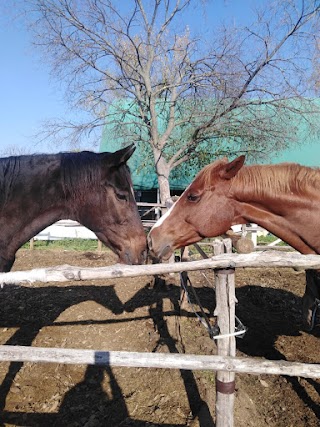 Associazione di Riabilitazione Equestre "Il Paddock"