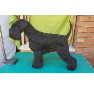 Allevamento Otello Schnauzer Nano