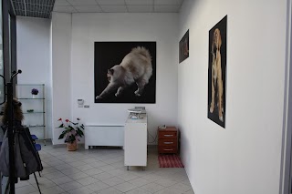 Centro Neurologico Veterinario