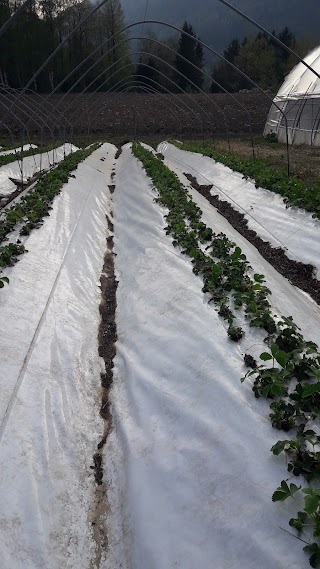 Azienda Agricola Franchini Stefano