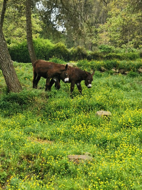 Parco forestale Calaforno