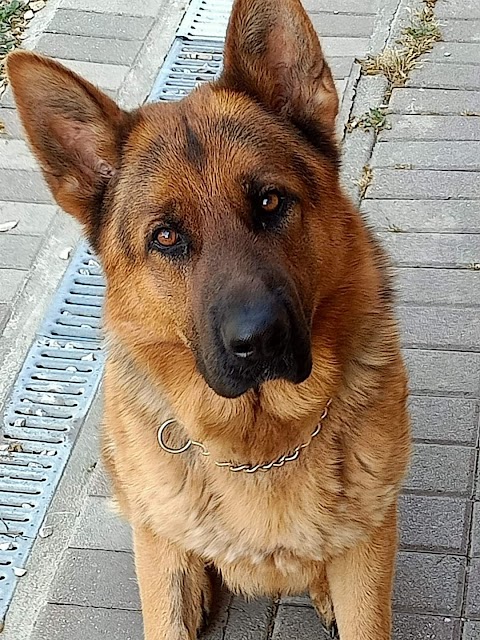 Ambulatorio Veterinario "Monte Mauro" Dr. Paolo Bertozzi Vet. Specialista Patologia e Clinica degli Animali d'Affezione