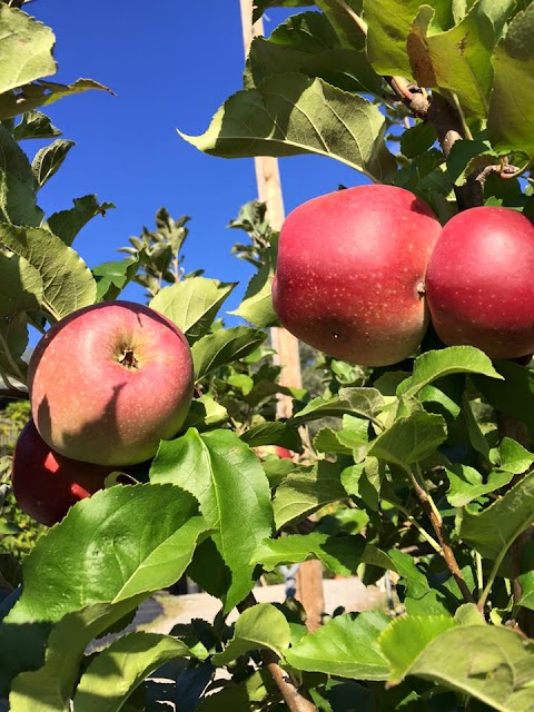 Azienda Agricola FIORI RITA di Poli Barbara