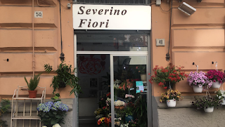 Severino fiori e piante