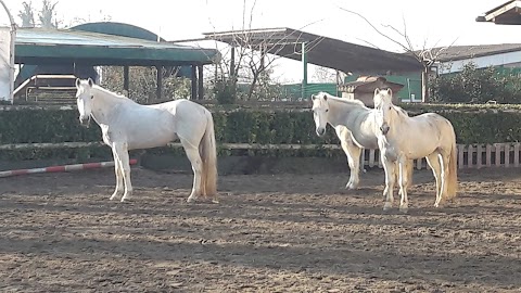 Centro Equestre Le Siepi