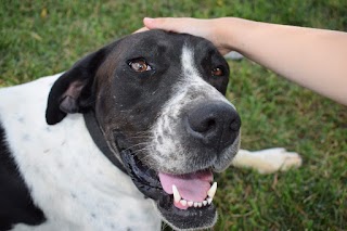 Ambulatorio Veterinario Dott. Amico Rocco