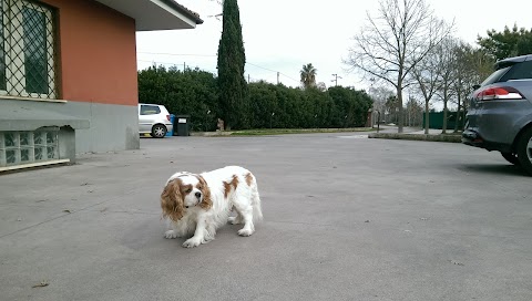 Ambulatorio Veterinario Nardelli & Bellomo