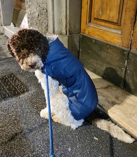 The Pet Sitter in Florence