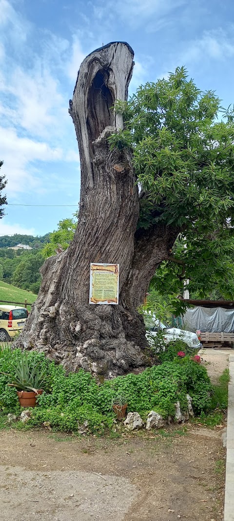 Trattoria Ponte di Veja