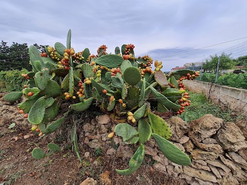 L'Ulivo del Marchese