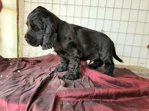 Cocker inglese allevamento di casa ANTONINO, bagheria toelettatura stripping, cani e gatti