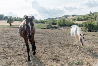 Azienda Agricola Il Branco Cavalli e Natura