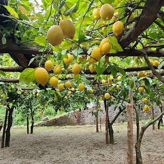 Amalfi Lemon Experience