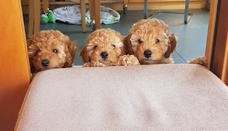 Il Cucciolo Veterinario a Domicilio