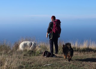 Vale's dogs