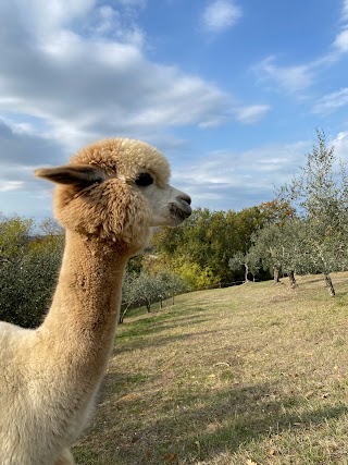 Mio alpaca