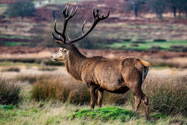 Richmond Park