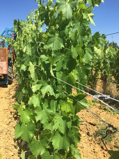 Milanti Gentile - I grandi vini toscani