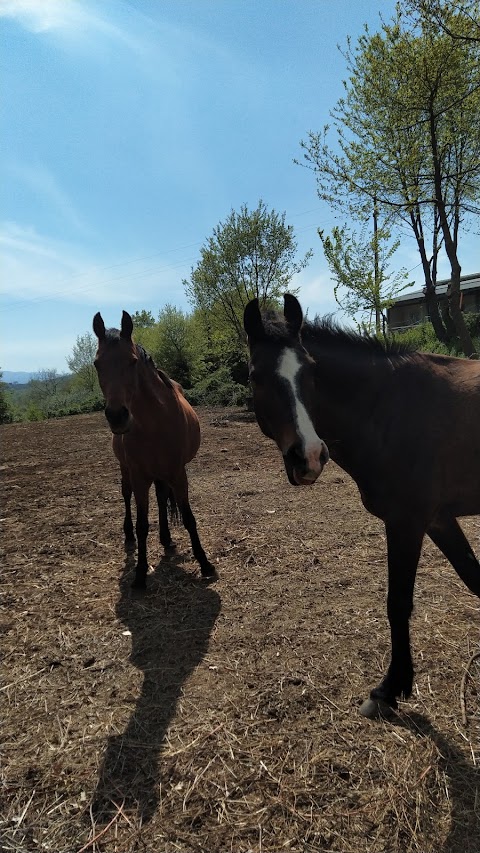 Centro Equestre Villa Mary