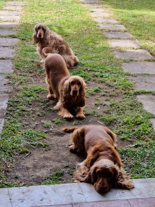 Ambulatorio Veterinario Parisi