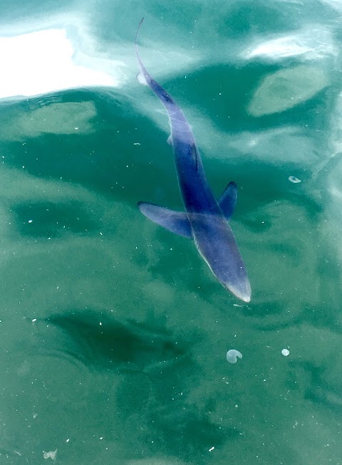 Diving nord Adriatico